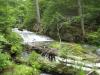 Mossy cascades