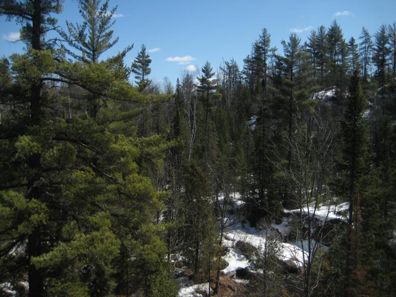 Looking down at the bare forest