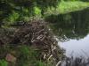 Beaver dam holding up Weidman Lake