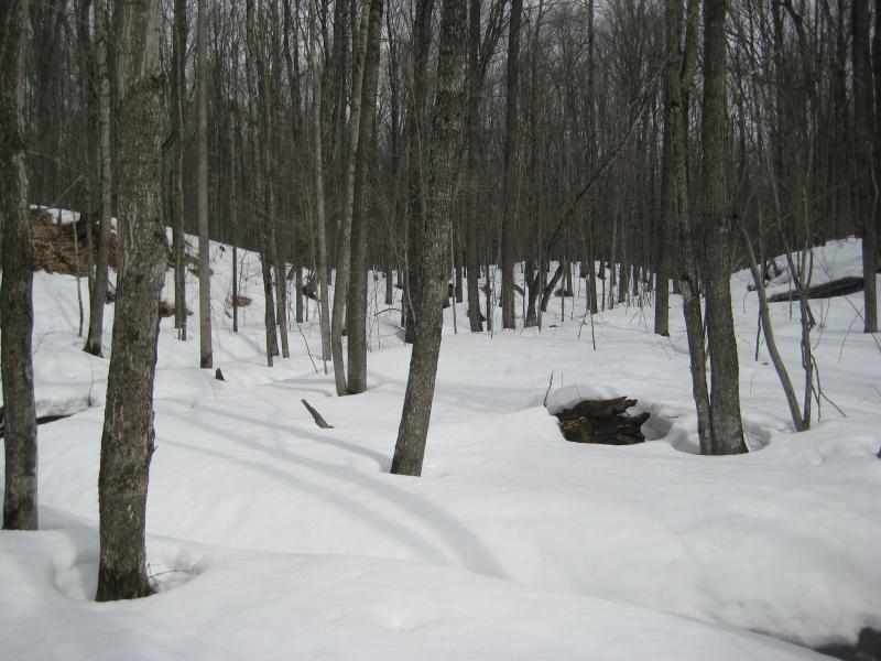 Deep snow left in the woods