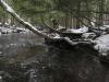 Snowy tree hanging over the river