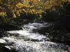 Dark rocks under bright fall leaves