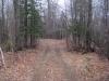 Path through the woods