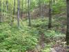 Narrow footpath through undergrowth