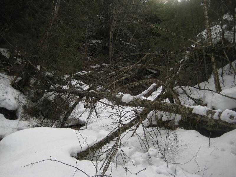 Bent over trees covered in snow