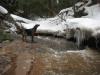 Logan sniffing around for another waterfall