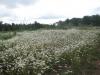 Flowers along the clear cut land