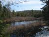 Wide swamp along the river